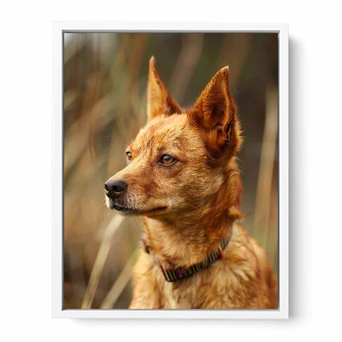 Warm red heeler dog portrait canvas art for rustic modern home decor.