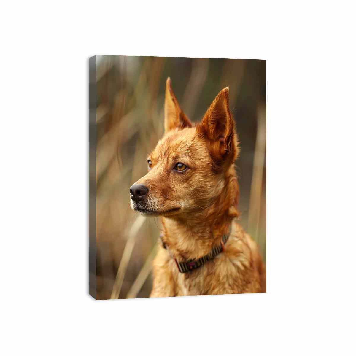Warm red heeler dog portrait canvas art for rustic modern home decor.