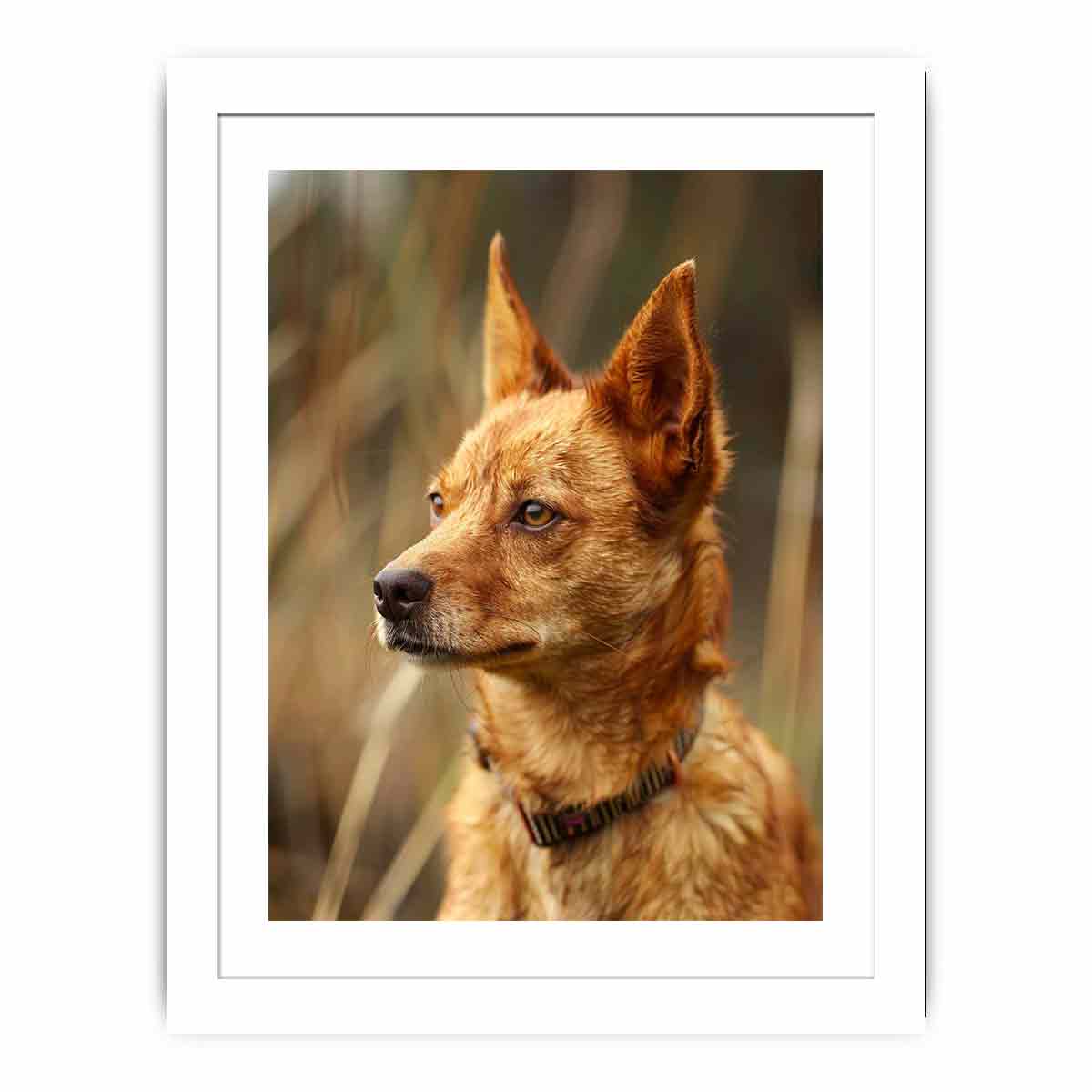Warm red heeler dog portrait canvas art for rustic modern home decor.