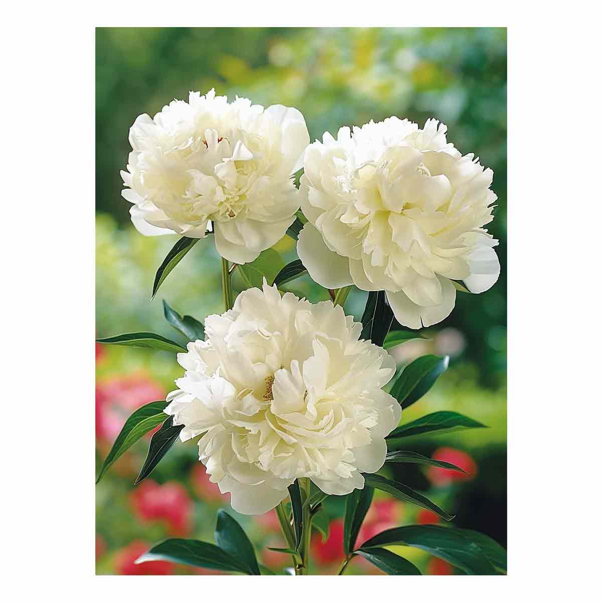 White peony floral canvas art for elegant bedroom and living room decor.