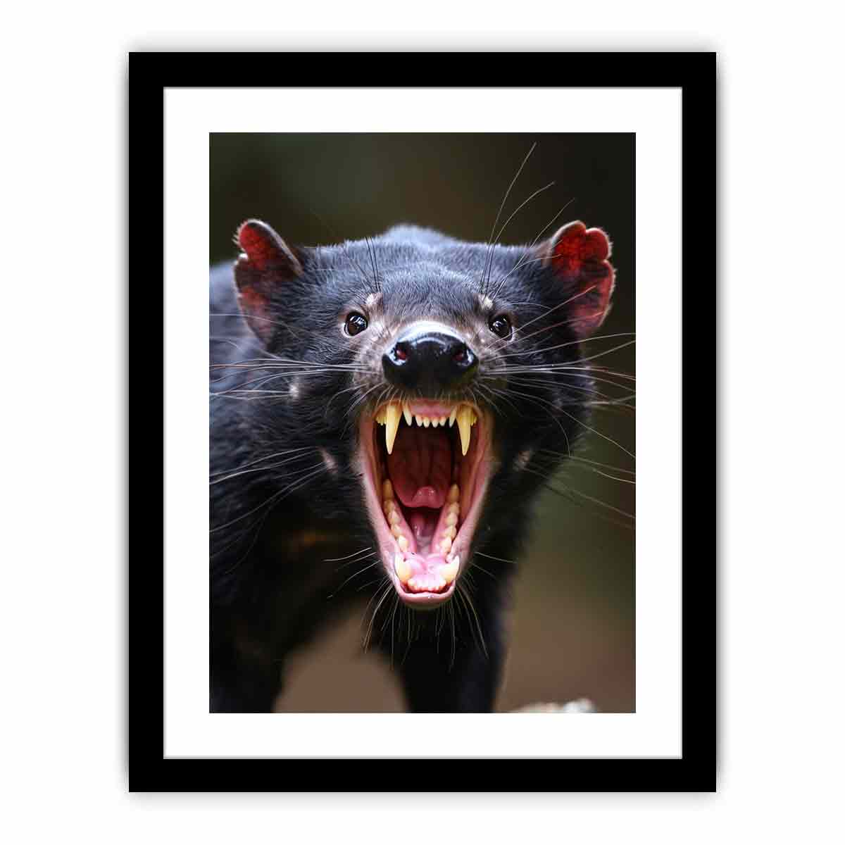 Tasmanian Devil  Art Print