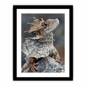 Frilled lizard wildlife canvas art for earthy modern living room decor.