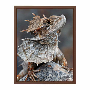 Frilled lizard wildlife canvas art for earthy modern living room decor.