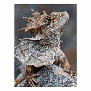 Frilled lizard wildlife canvas art for earthy modern living room decor.