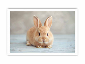 Soft bunny canvas print for cute nursery and kids room wall decor.