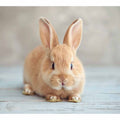 Soft bunny canvas print for cute nursery and kids room wall decor.