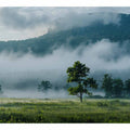 Misty mountain valley photography canvas with lone tree and fog for peaceful living room wall decor.