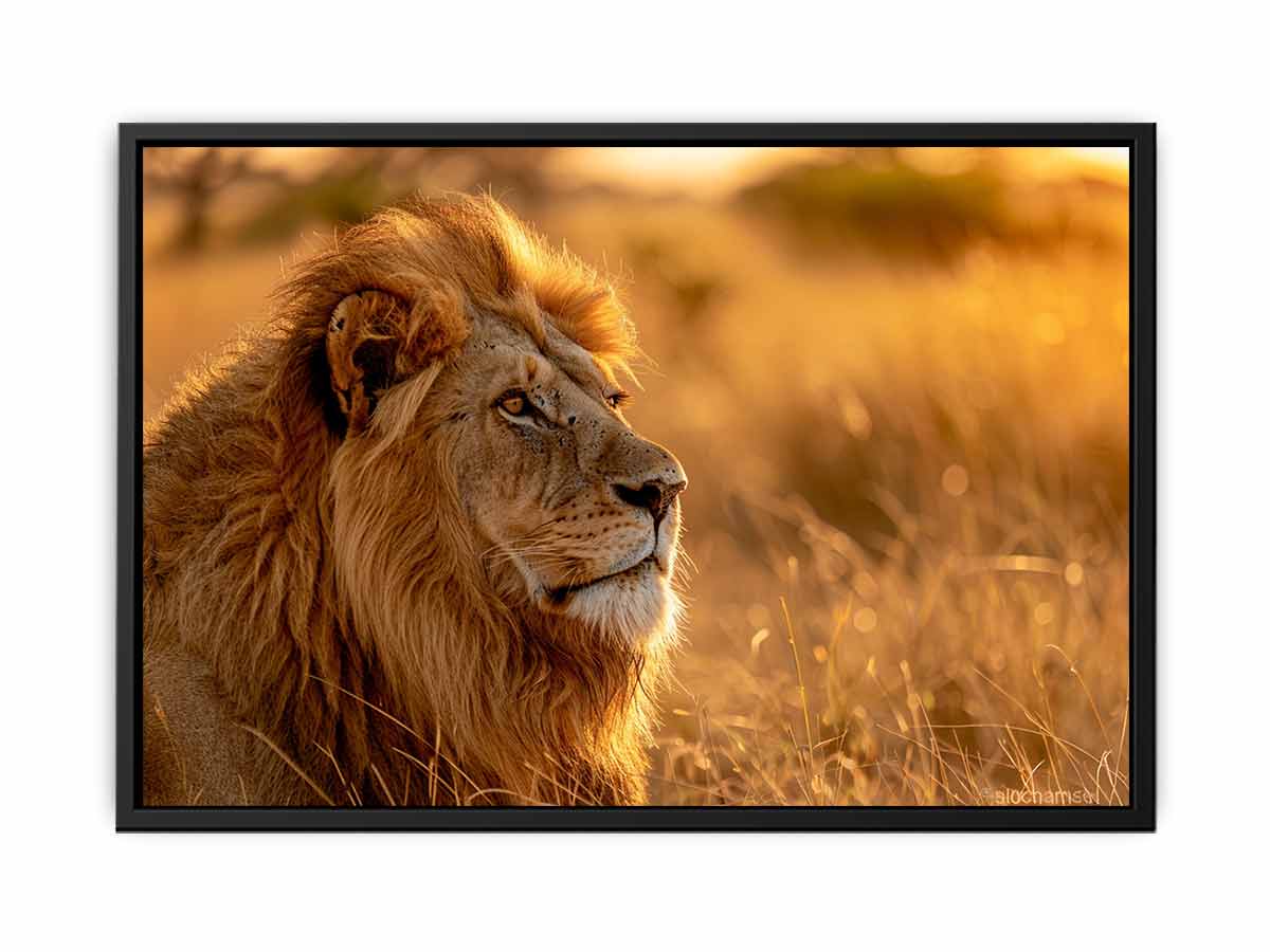 Lion at sunset wildlife canvas art for luxury living room decor.