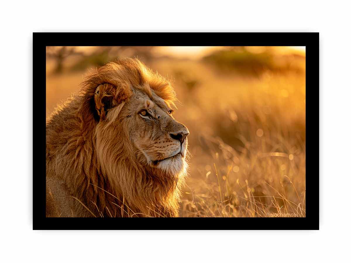 Lion at sunset wildlife canvas art for luxury living room decor.