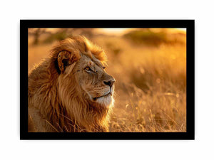 Lion at sunset wildlife canvas art for luxury living room decor.