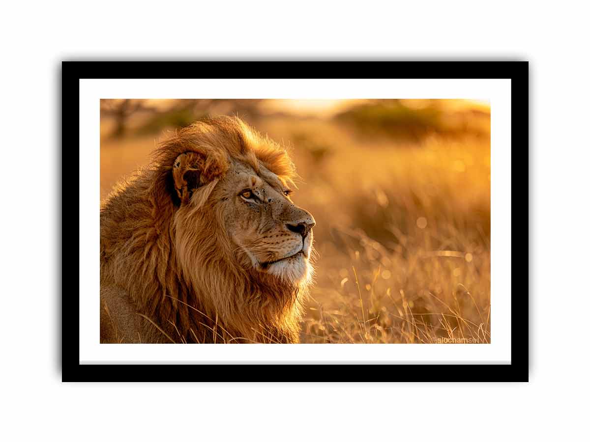 Lion at sunset wildlife canvas art for luxury living room decor.