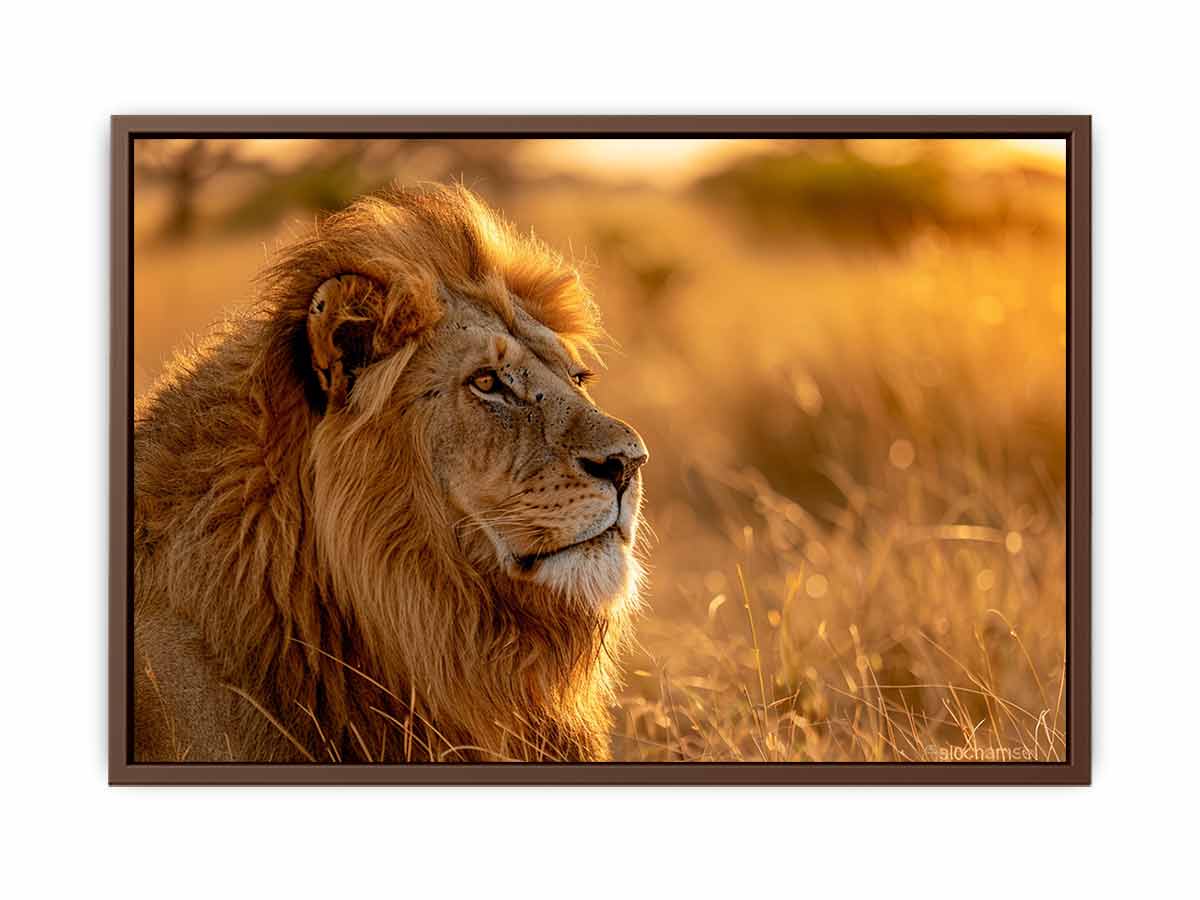 Lion at sunset wildlife canvas art for luxury living room decor.