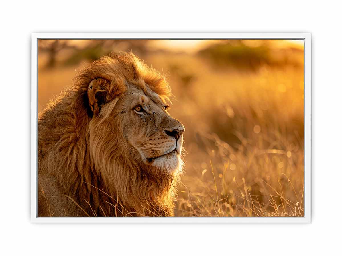 Lion at sunset wildlife canvas art for luxury living room decor.