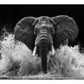 Black and white elephant canvas art with water splash for modern office wall decor.