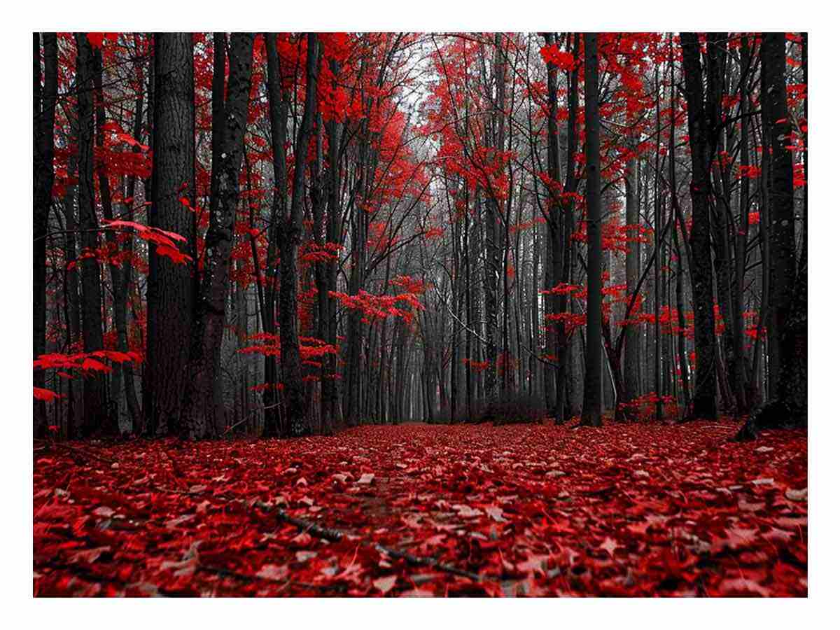 Red forest path canvas art with black trees for dramatic hallway wall decor.