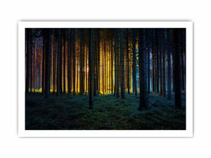 Golden light forest photography canvas art for dramatic modern living room decor.