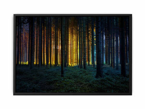 Colorful Forest  Painting