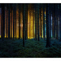 Golden light forest photography canvas art for dramatic modern living room decor.