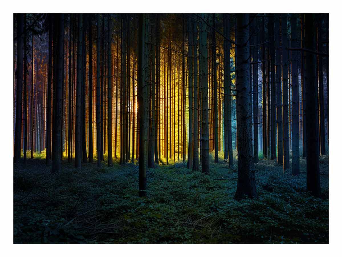 Golden light forest photography canvas art for dramatic modern living room decor.