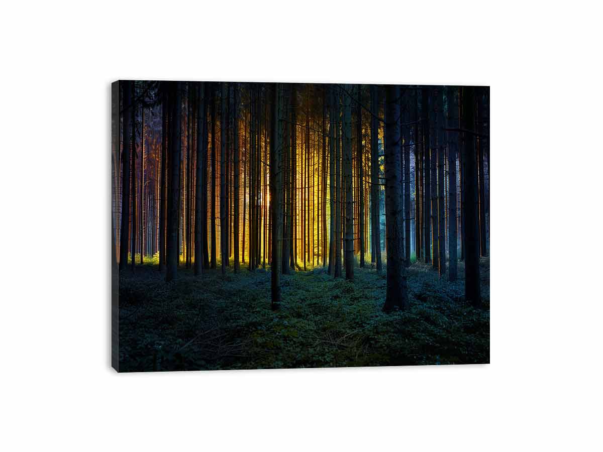 Golden light forest photography canvas art for dramatic modern living room decor.