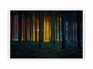 Golden light forest photography canvas art for dramatic modern living room decor.