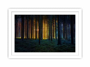 Golden light forest photography canvas art for dramatic modern living room decor.
