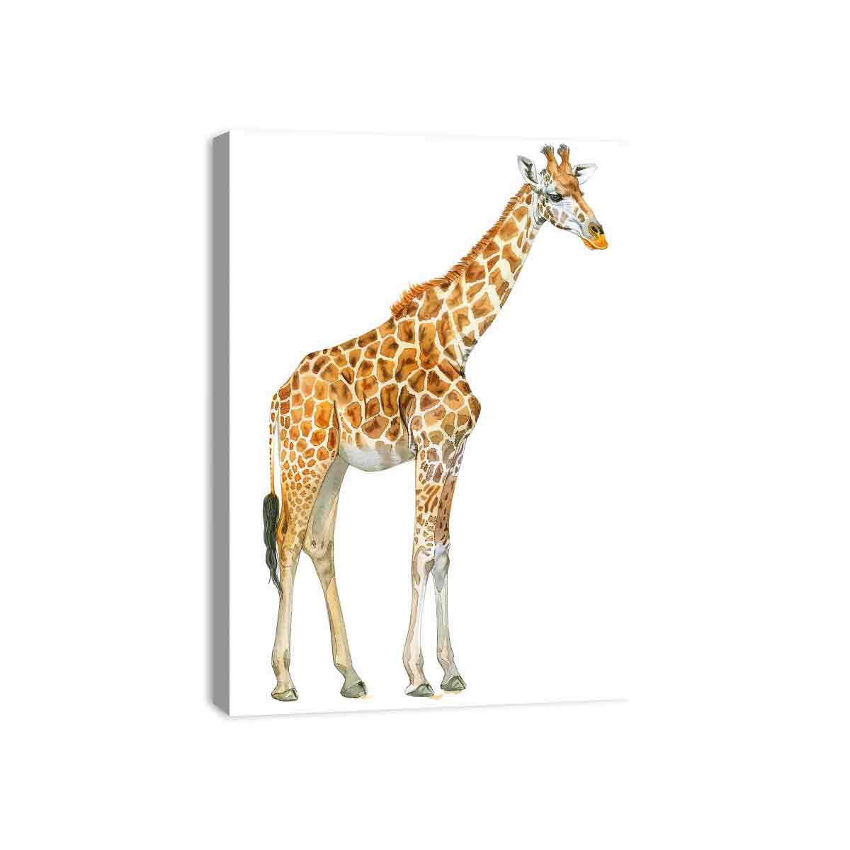 Baby Zebra Canvas Print