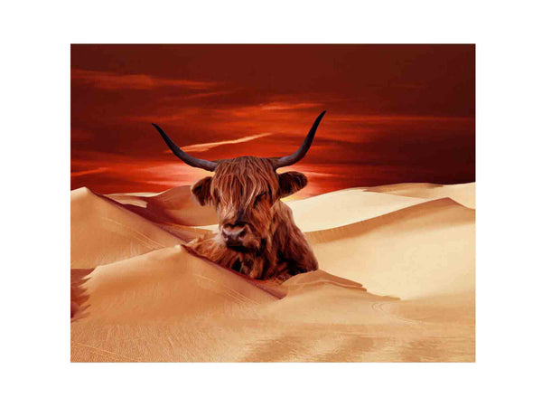 Highland Cow In Desert