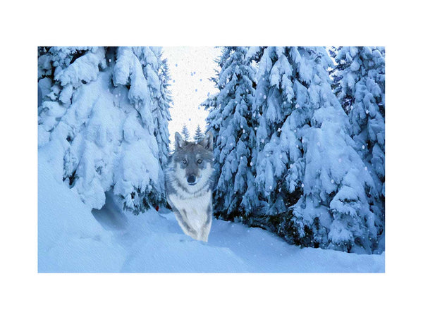 Wolf  in Snow Painting 