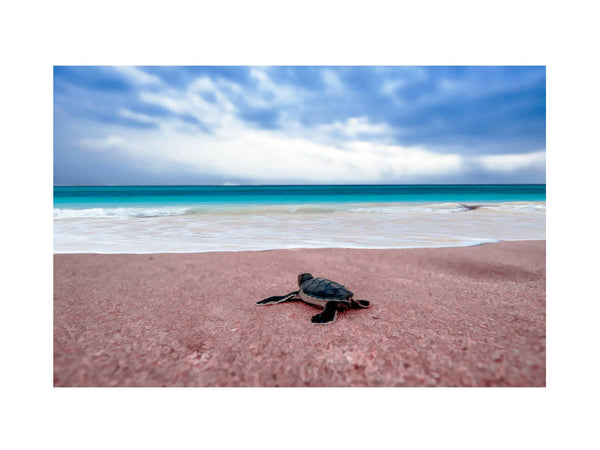 Turtle on Beach  Painting