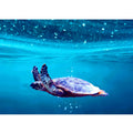  Sea Turtle Art 