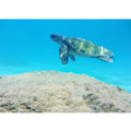 Turtle  Artwork Painting