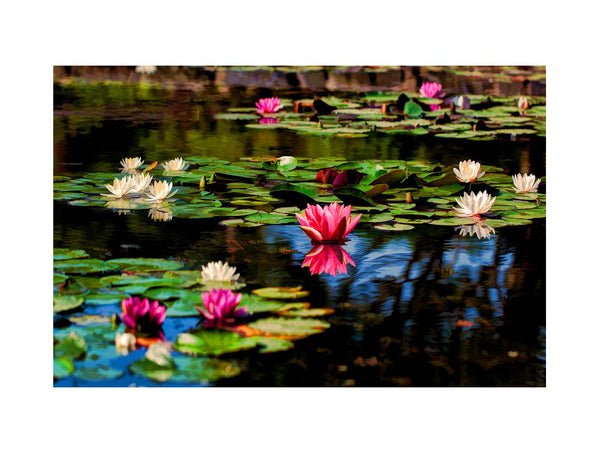 Lily flower in Pond Painting