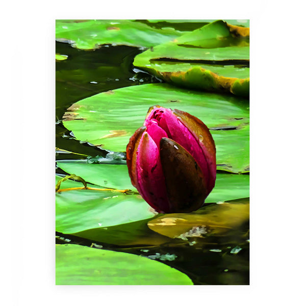 Flower Bud Pond Painting