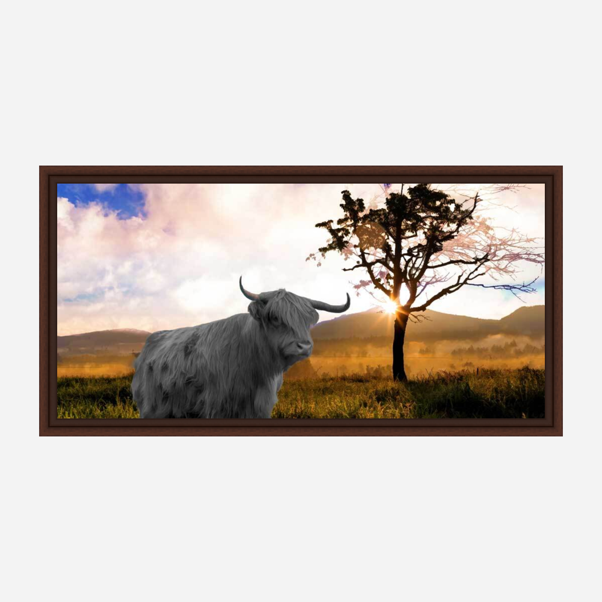 Highland Cow In Farm