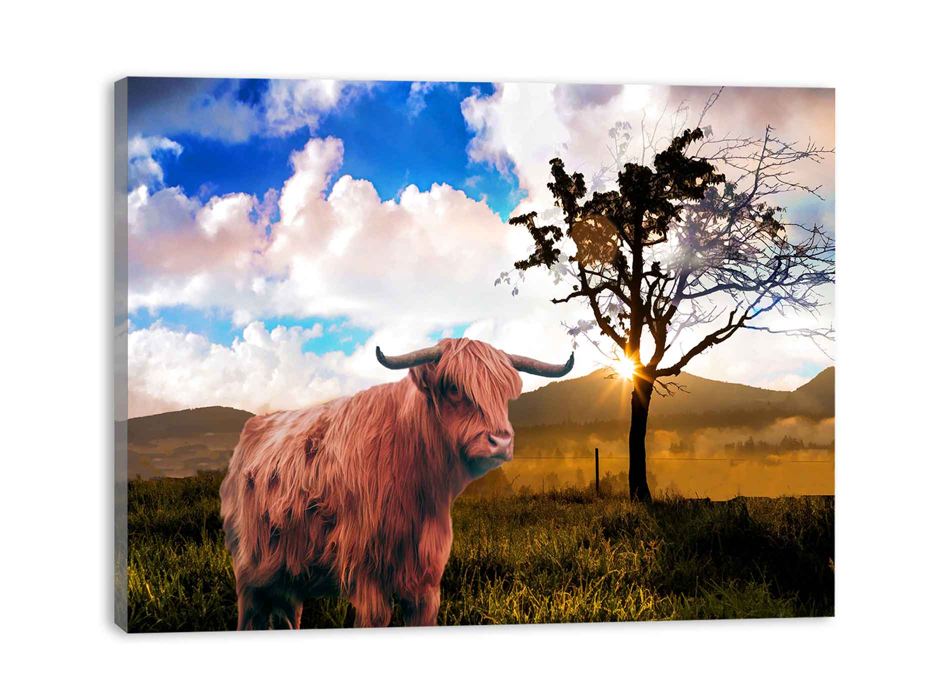 Highland Cow