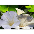 Jimsonweed Painting