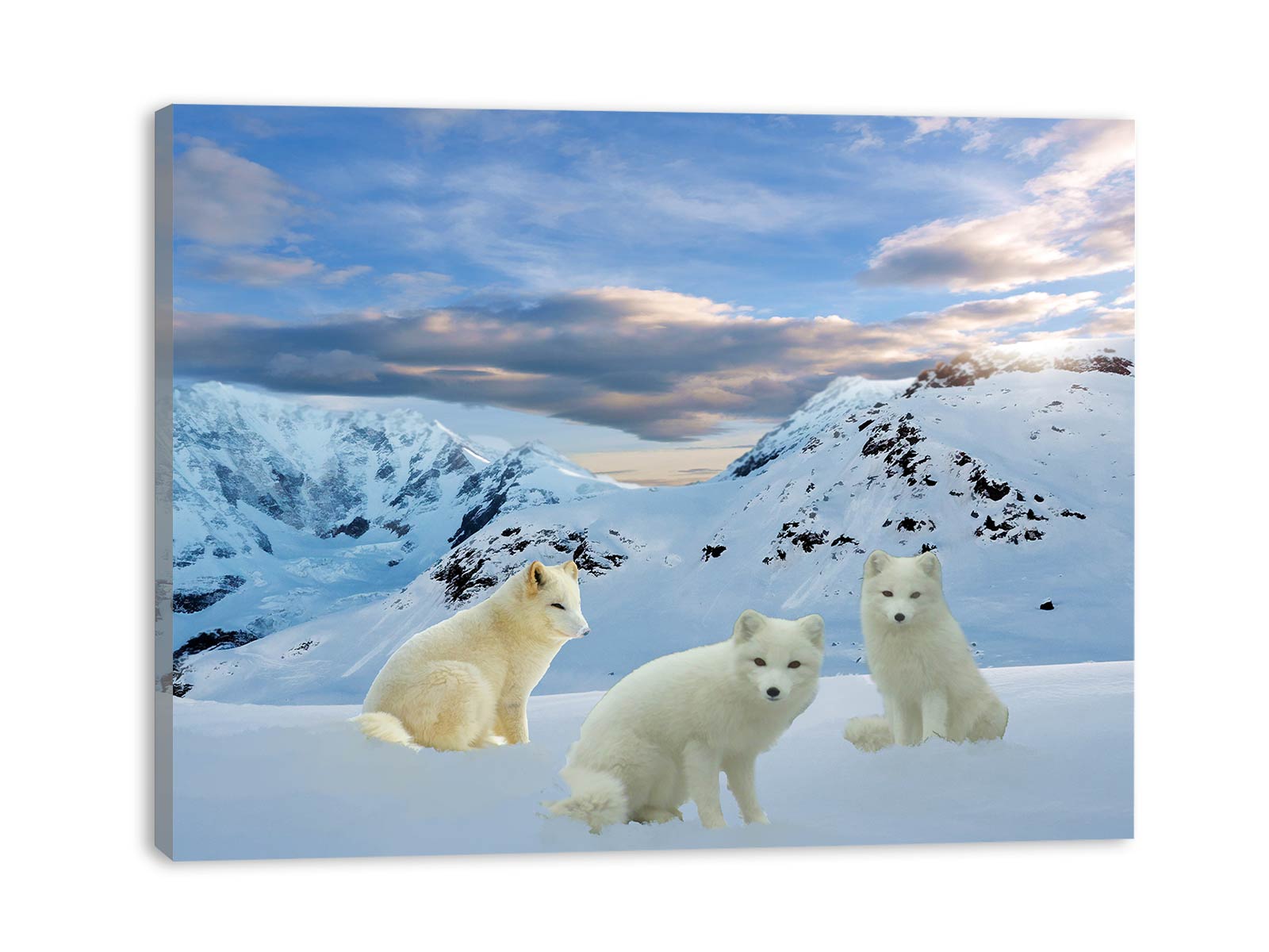 Three Arctic Fox Painting
