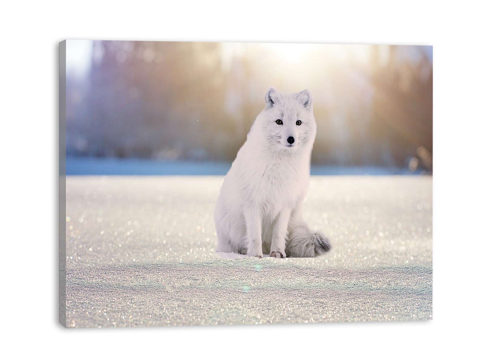 Arctic Fox White Painting