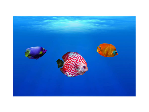 Colorfull Sea Fish Painting