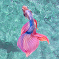 Blue And Pink Sea Fish Painting