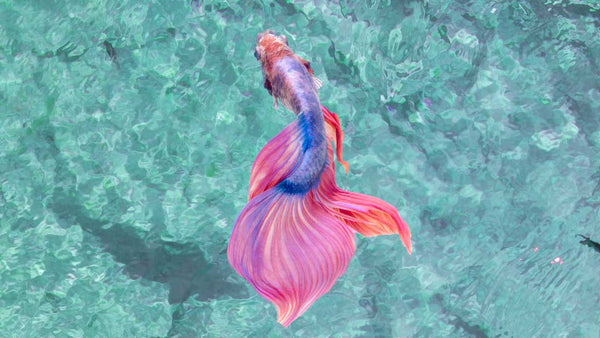 Blue And Pink Sea Fish Painting