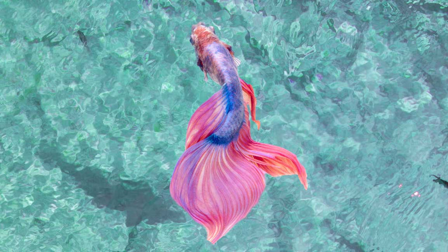 Blue And Pink Sea Fish Painting