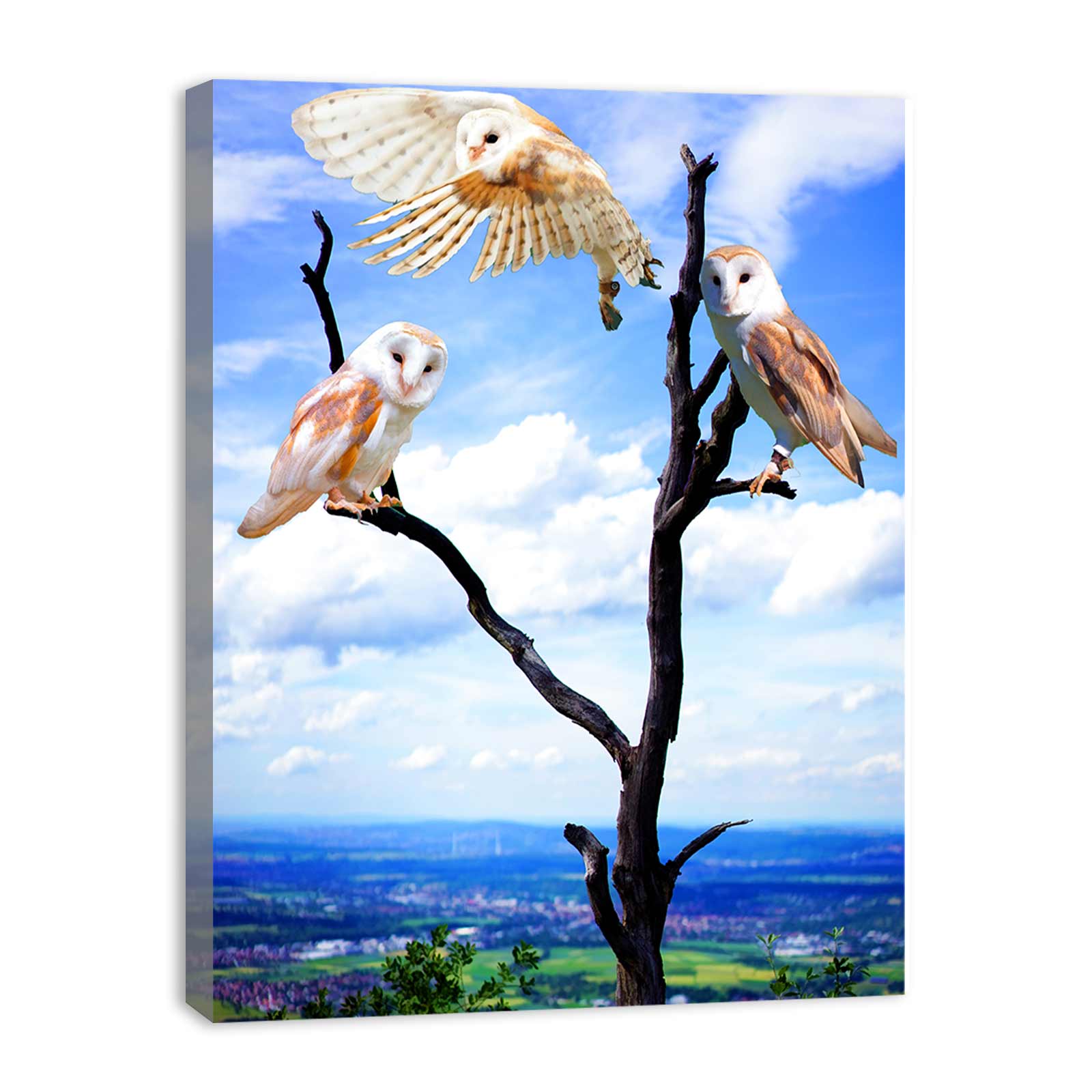 Owl Painting