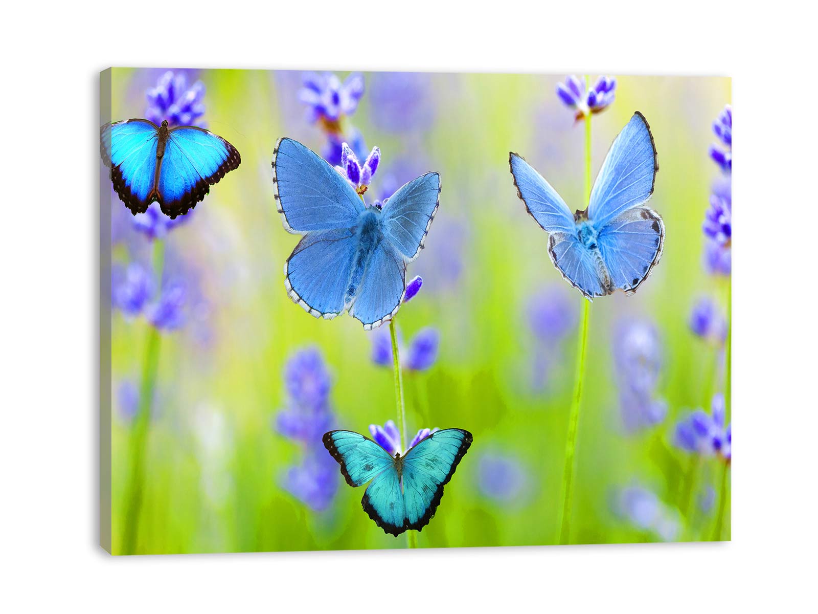 Blue Butterfly Painting