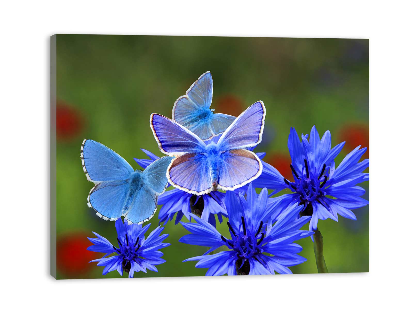 Blue And White Butterfly Painting